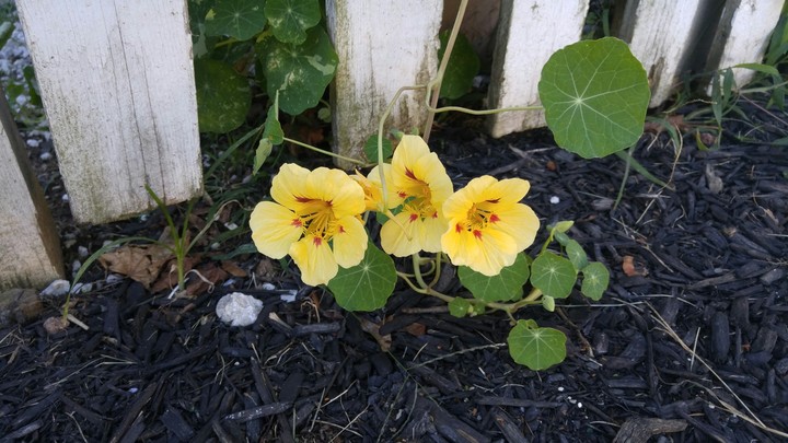 my garden