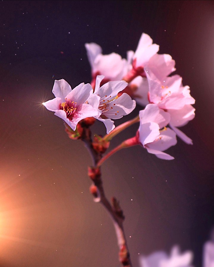 Spring