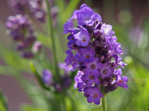 tapety plant, violet