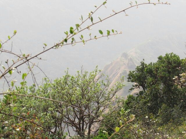 nature