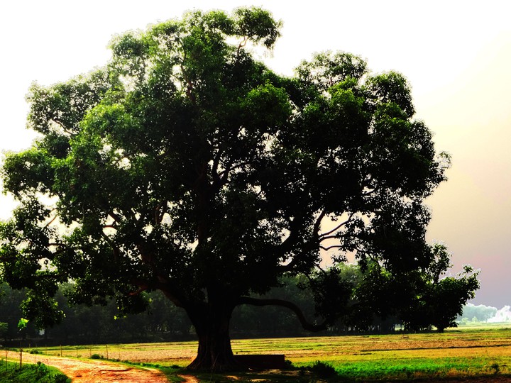 tree