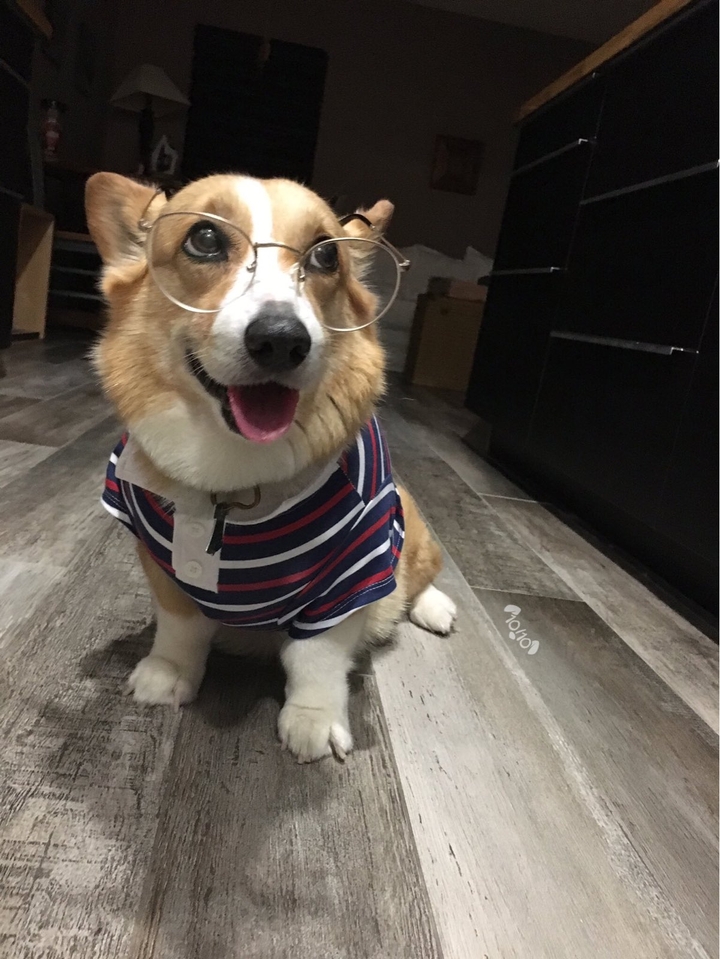 Teacher dog