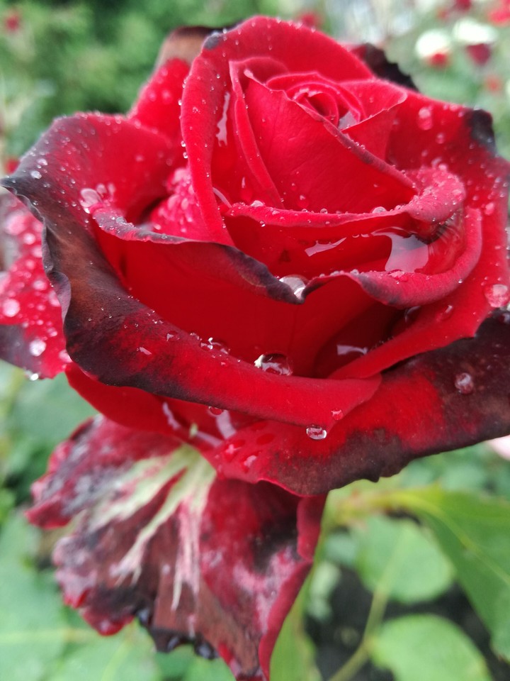 ruby rose