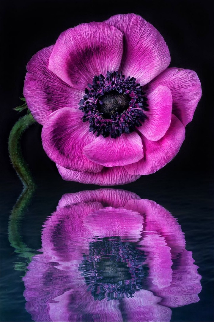 anemone