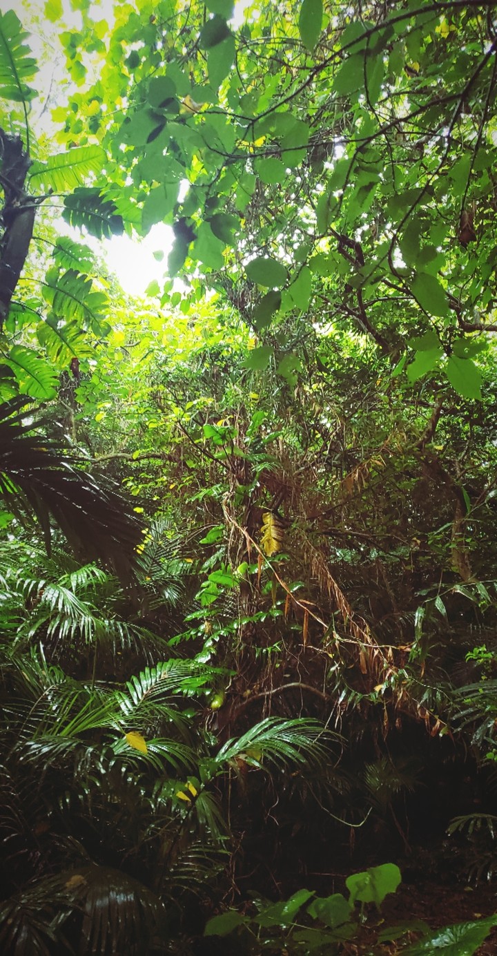 tree