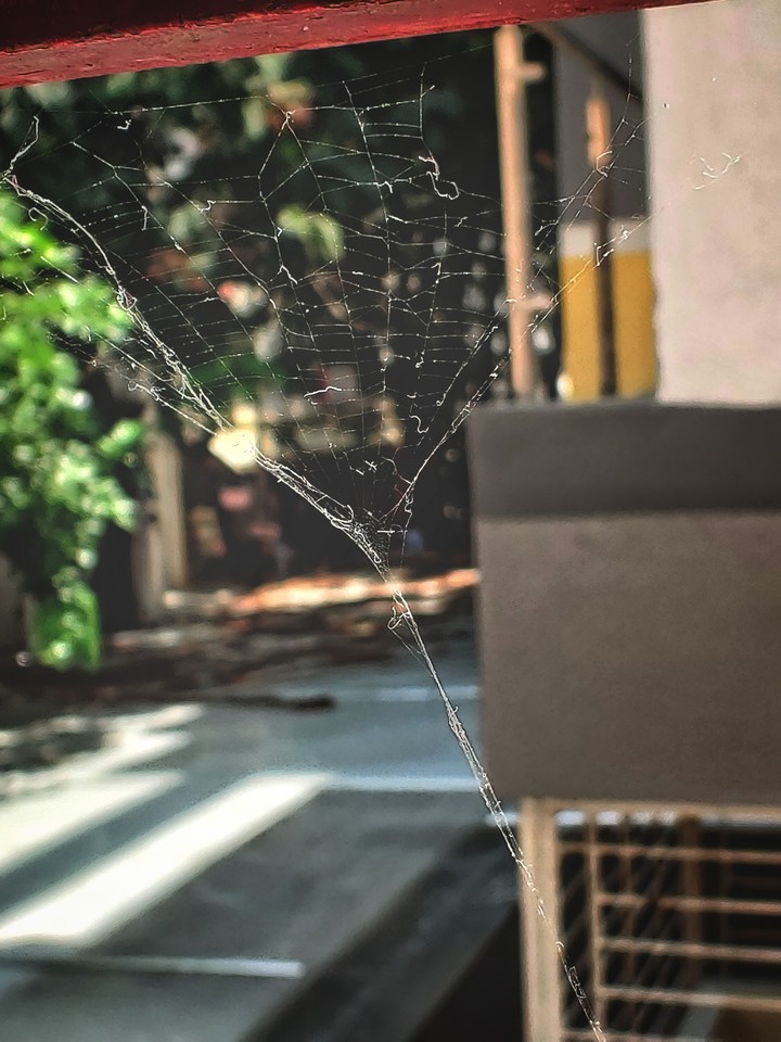 spider web