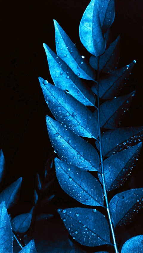 fonds d'écran light, drops