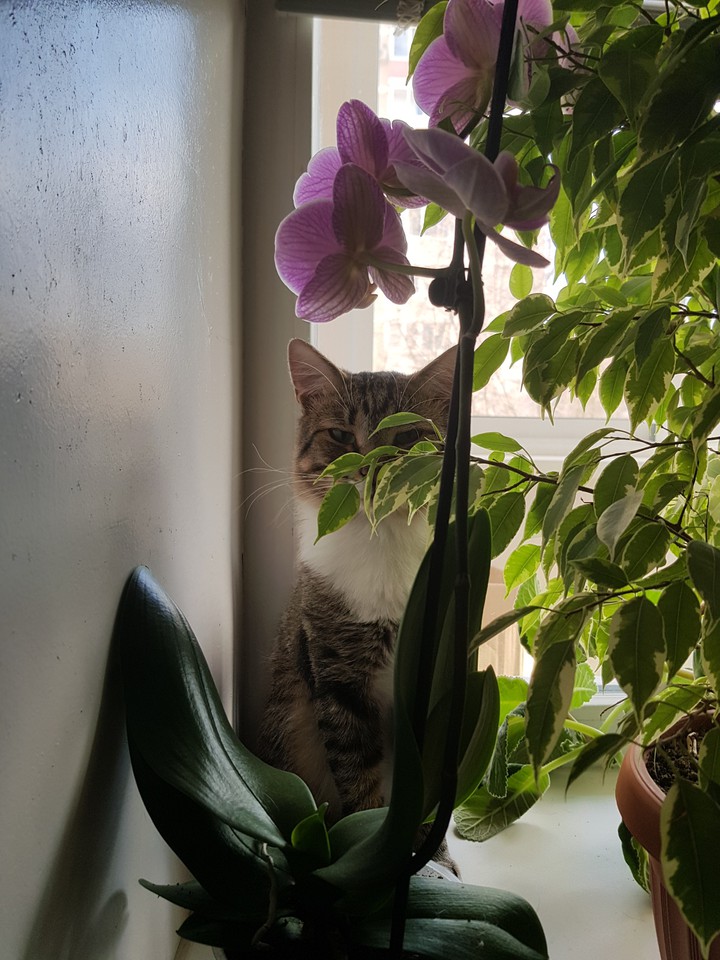 Котэ в засаде