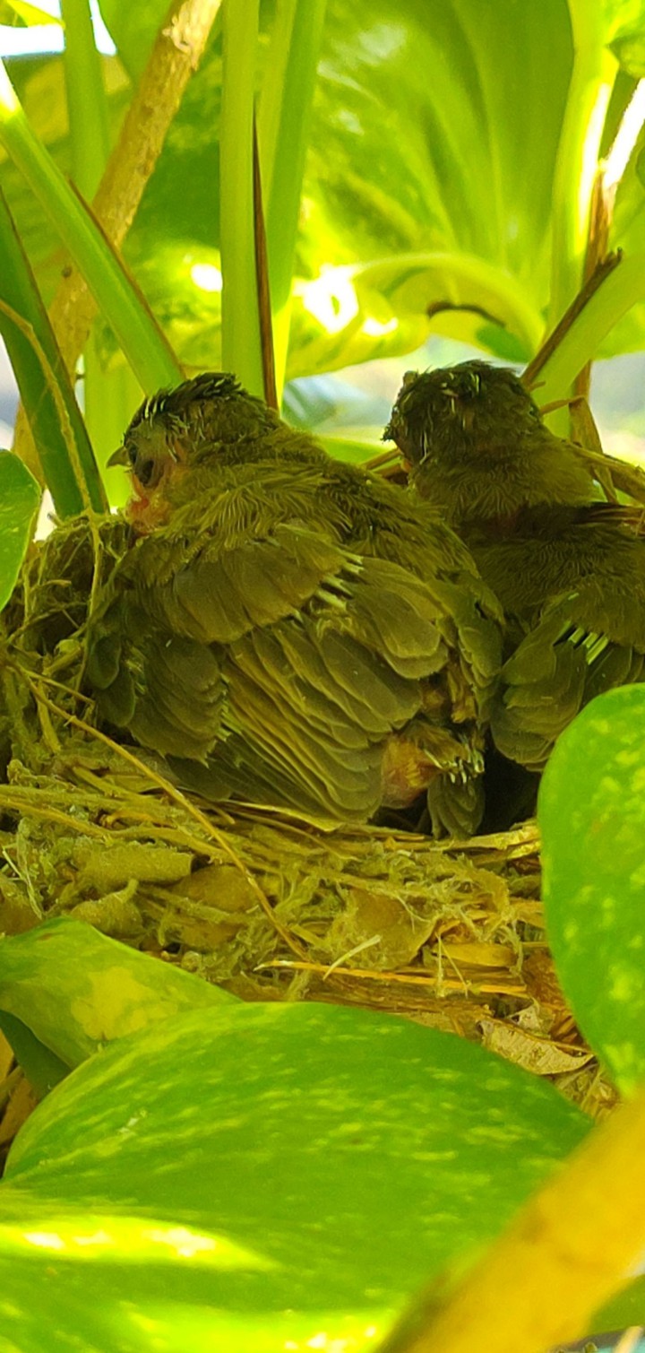 Early Baby Bird Morning