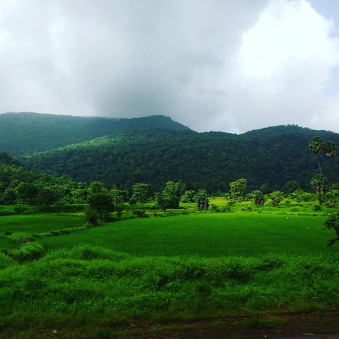 papéis de parede tree, mountain