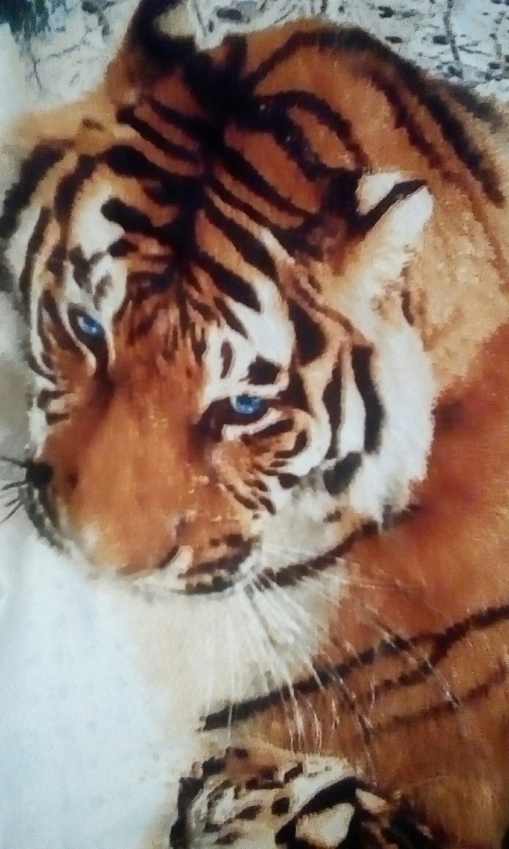 Тигр.