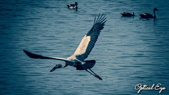 Wide Wings