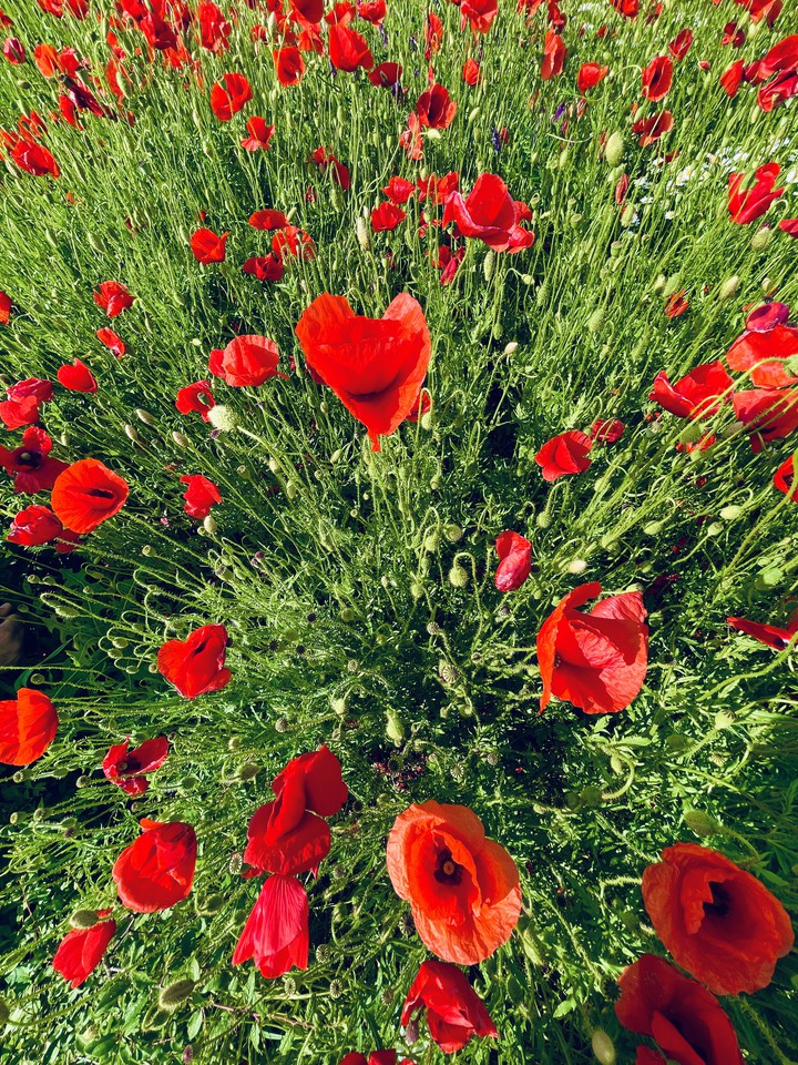 Poppies