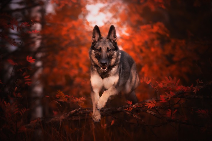 ANIMAL