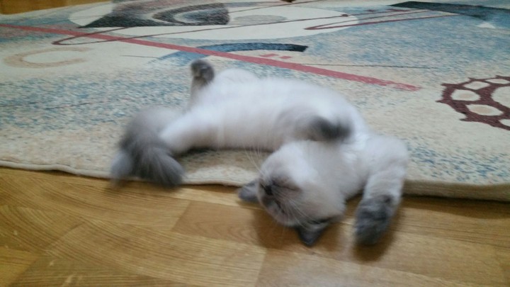 Каефф
