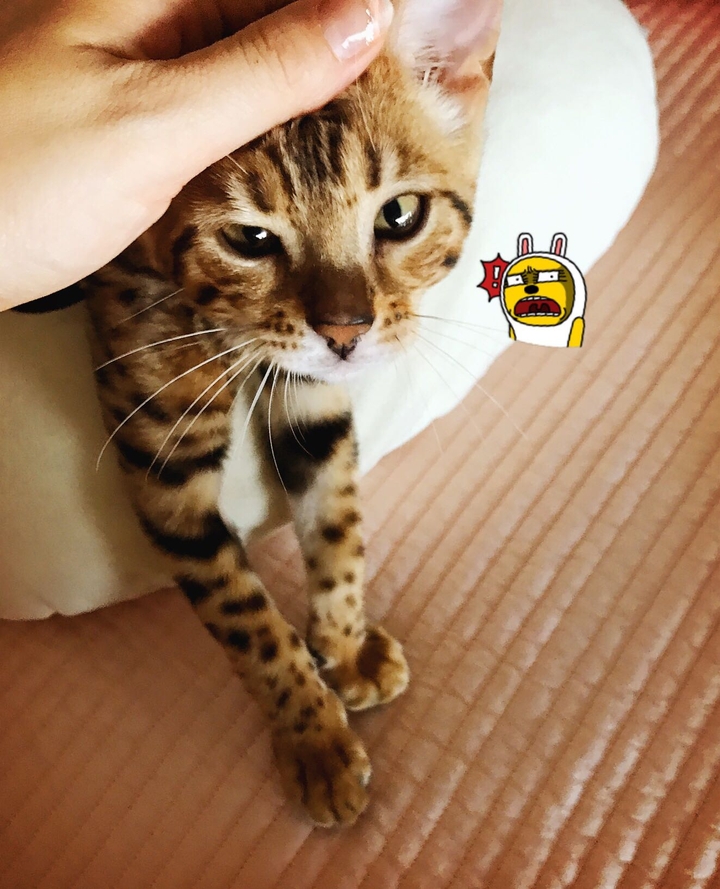 개구쟁이 레오냥