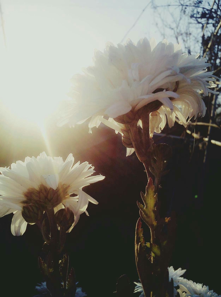 Flower