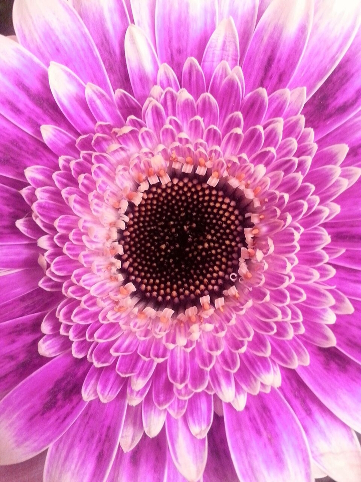 Gerbera