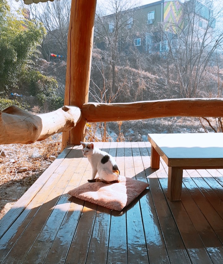 팔공산 고양이