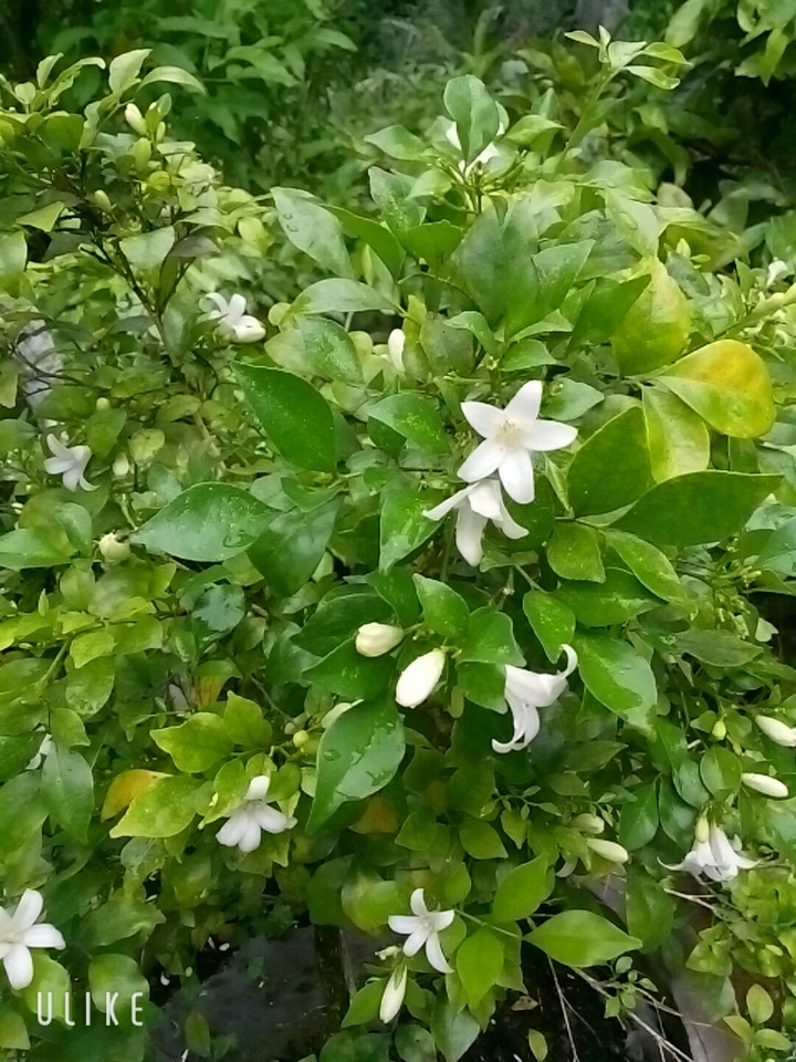 Beautiful