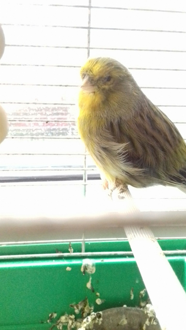 canary
