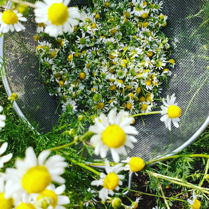chamomile