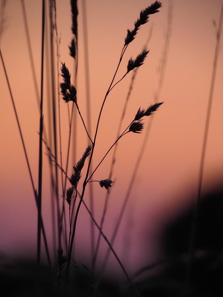 Dawn sun