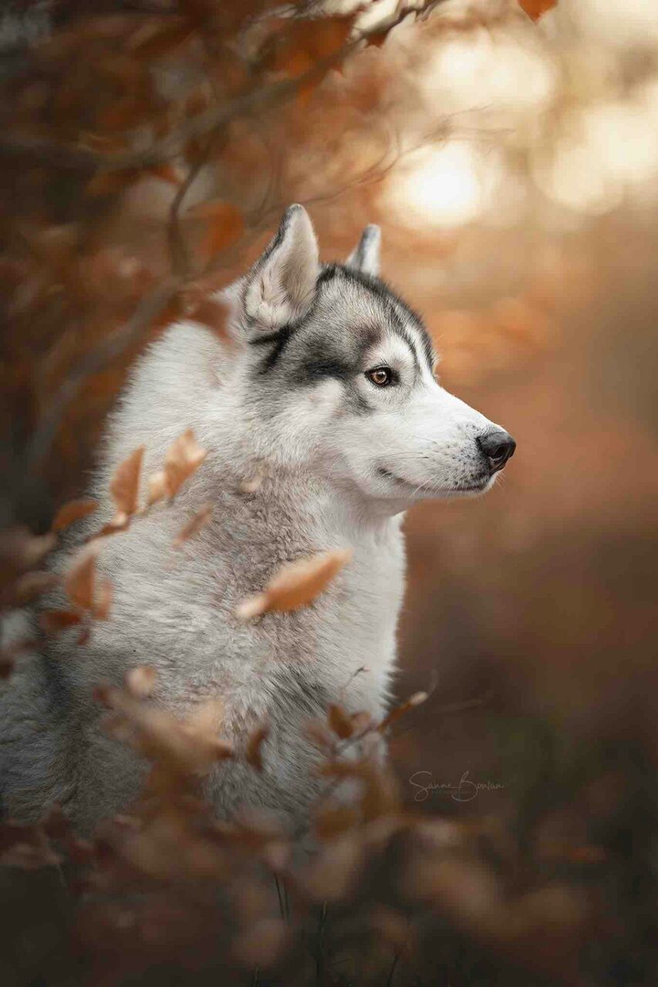 lobos en el bosque