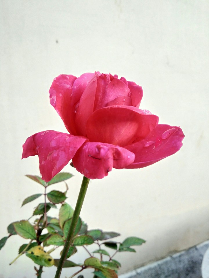 Rose ?