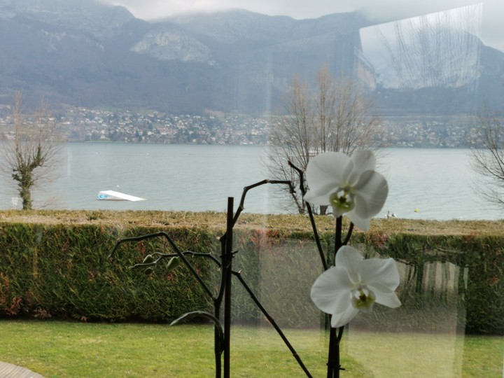white flowers in February