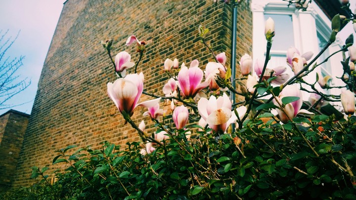 magnolia