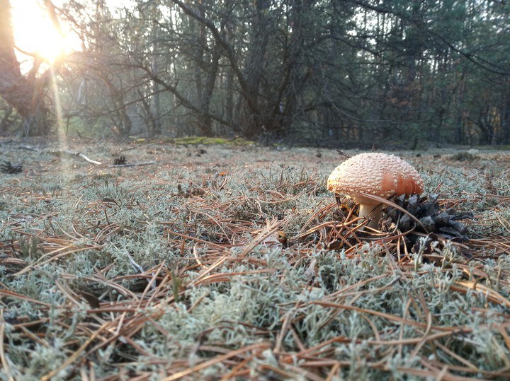 forest