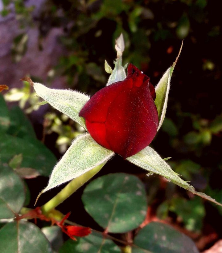 Rose bud