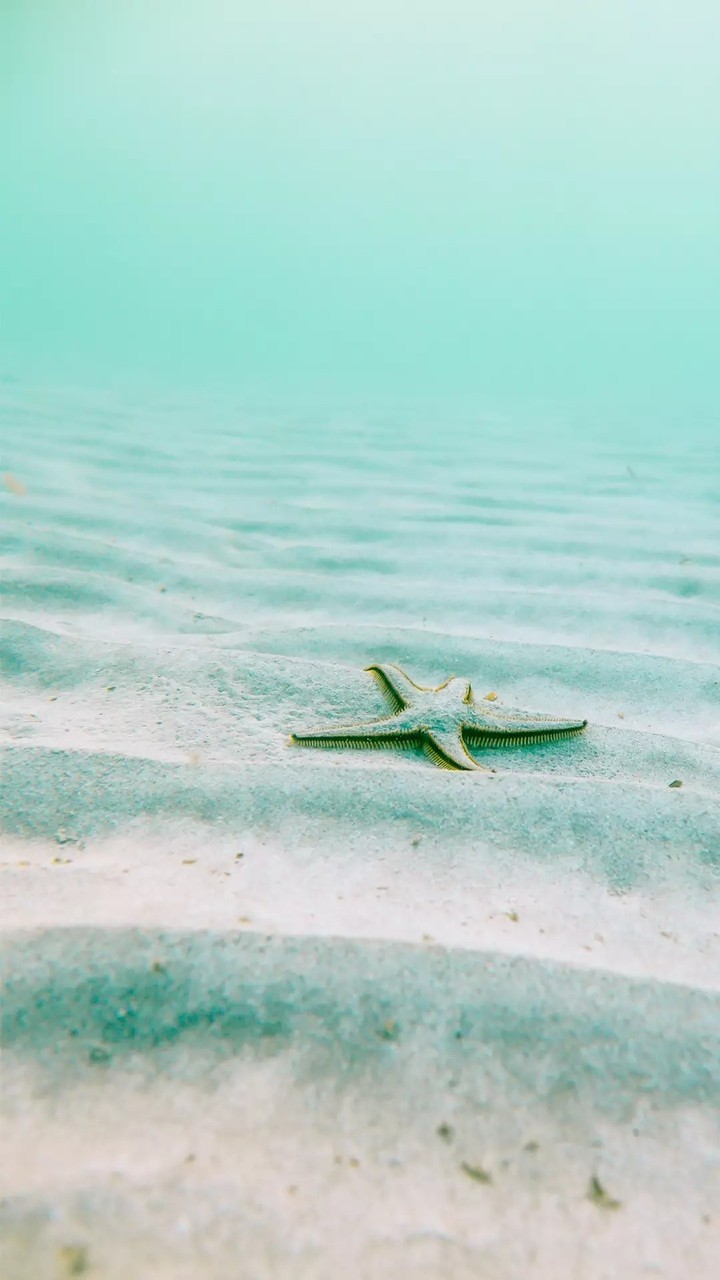 Star Fish