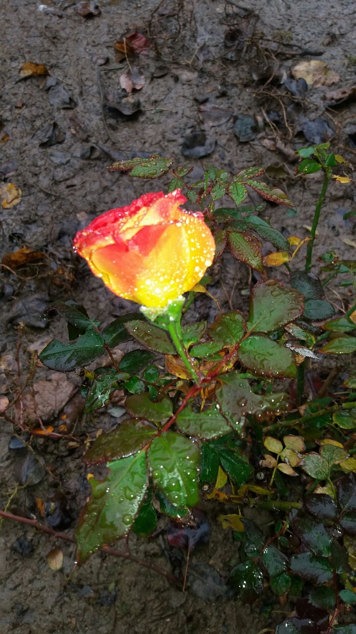 flower