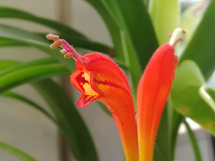 flower banana?