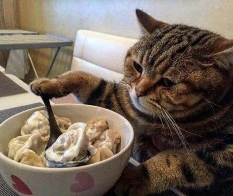 cat, food壁纸