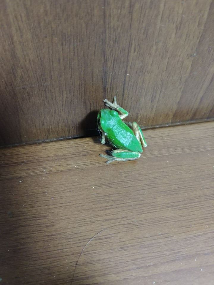 청개구리
