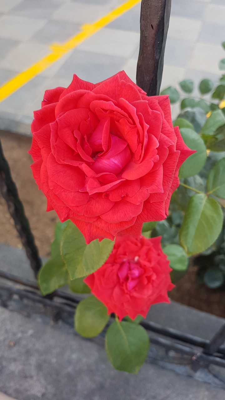beauty