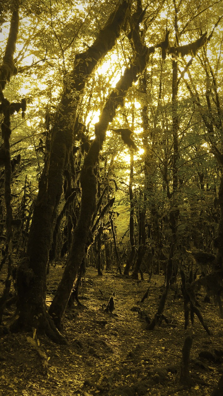 mystery forest