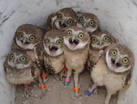 owl, organism háttérképek