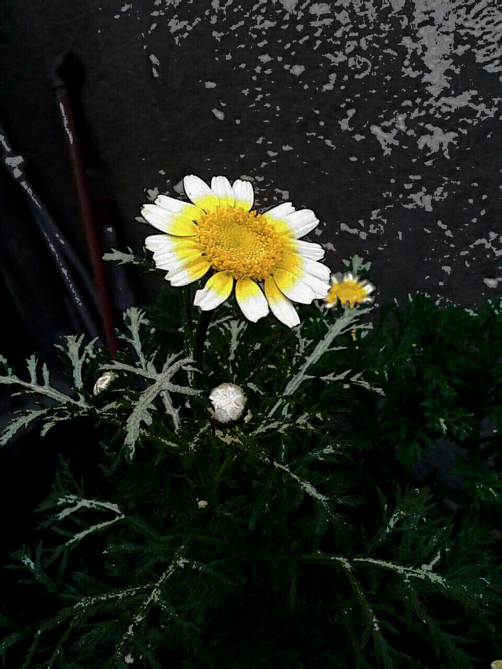 flower