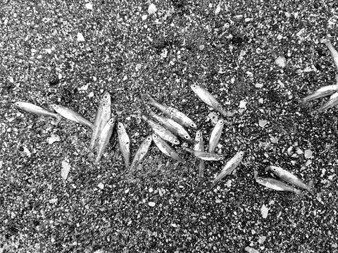 End Of The Life