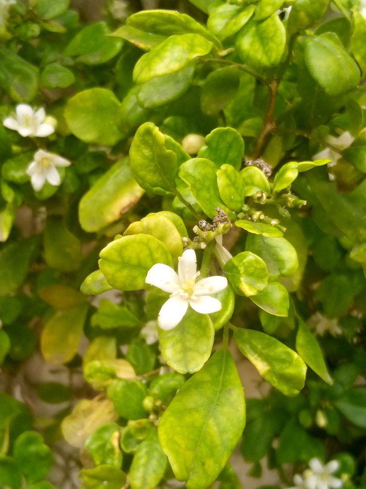 Fleur