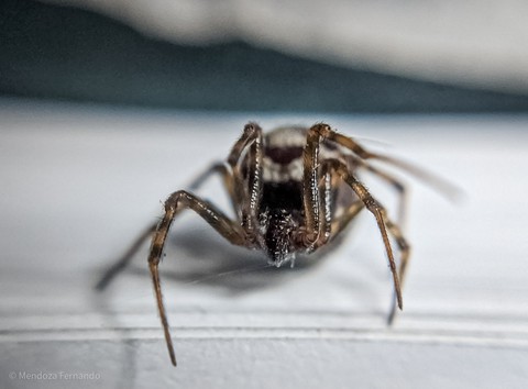 spider
