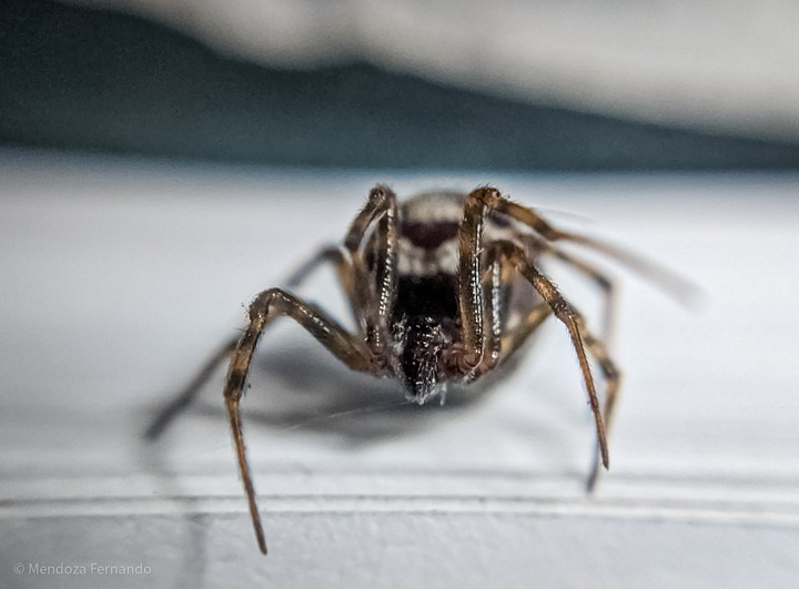 spider
