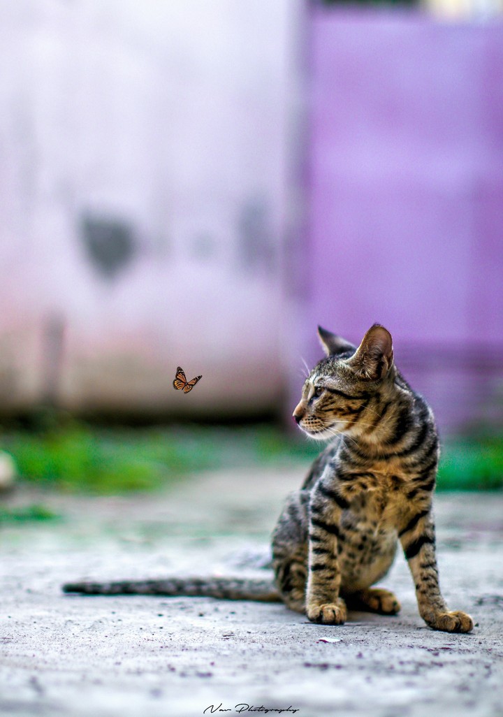 cat and the butterfly