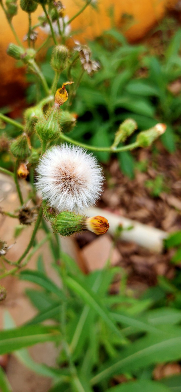 Dandelion