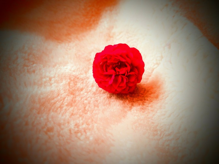 rose beauty