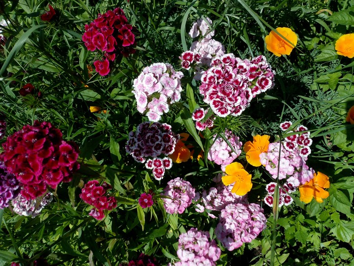 Carnation
